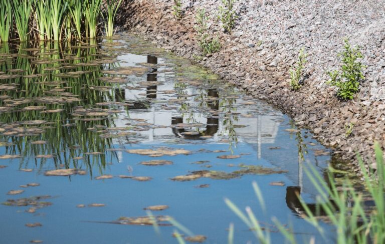 Bild på vatten och vass