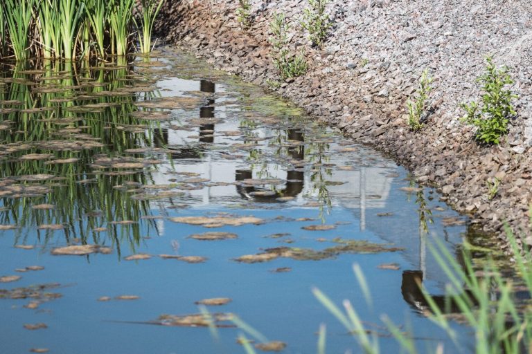 Bild på vatten och vass
